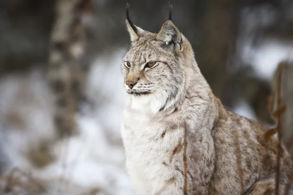 Lynx sedí v zimním lese — Stock fotografie