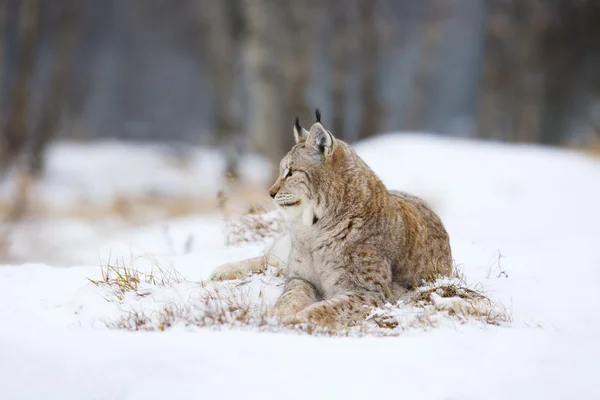 Lynx lies and rests in the snow — Stock Photo, Image