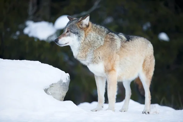 Lobo na floresta fria de inverno — Fotografia de Stock