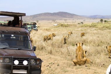 Wildlife safari turistler üzerinde oyun sürücü