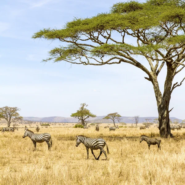 Zebras come grama na savana na África — Fotografia de Stock