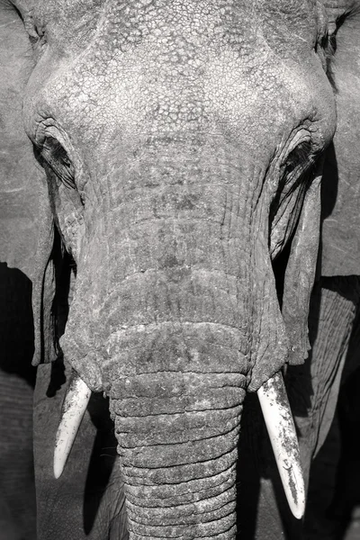 Close up portrait of large wild african elephant — Stock Photo, Image