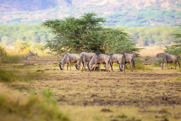 Herd of wildebeests eats grass in Africa — Stock Photo, Image