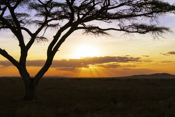 Krásný západ slunce v Africe Serengeti — Stock fotografie