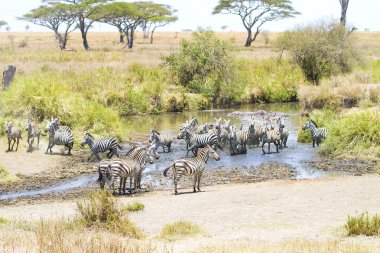 Zebras drinks water in Serengeti clipart
