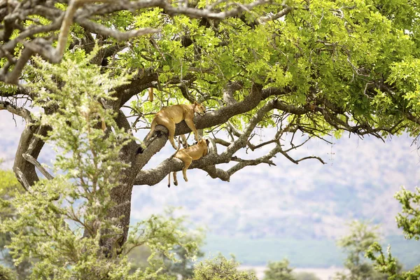 Pride of lions rests in tree — Stock Photo, Image