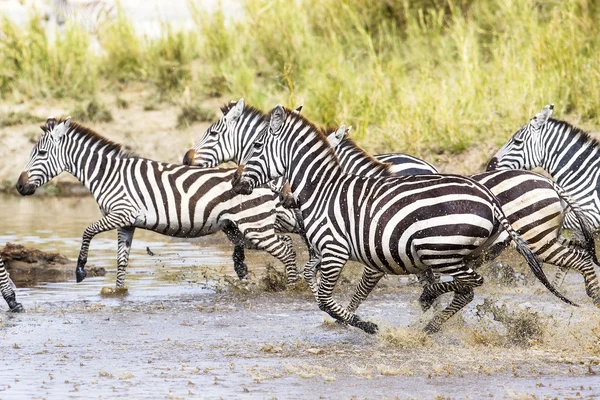 Cebras asustadas trotan en el agua — Foto de Stock