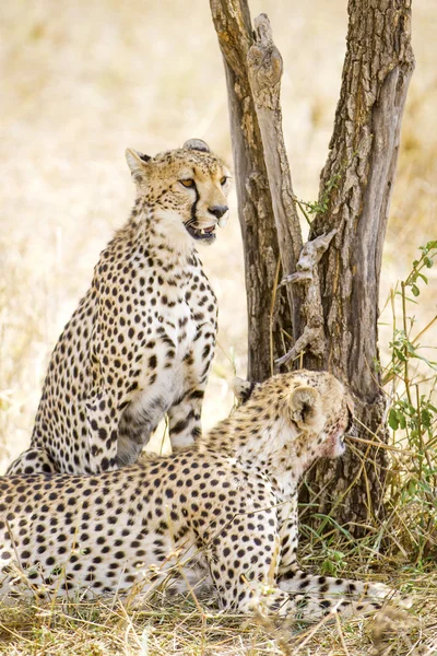 Dva gepardi odpočívá po jídle v Serengeti — Stock fotografie