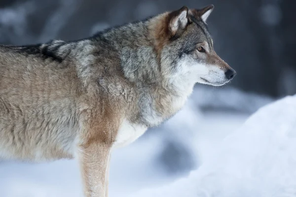 Primer plano del lobo de pie en la nieve —  Fotos de Stock