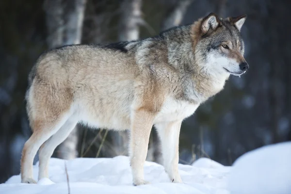 Wolf staande in het koude winter forest — Stockfoto