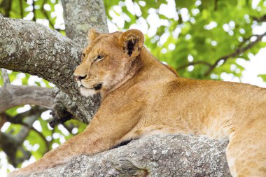 Afrika'da aslan tırmanma ağaç aittir