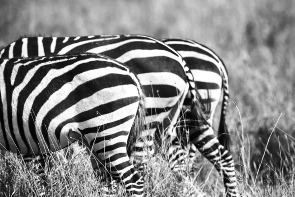 Close up of zebra rear ends in Africa — Stock Photo, Image