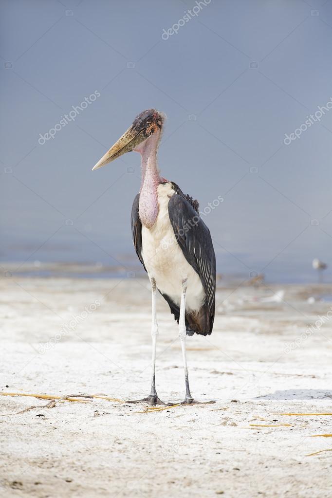 Marabou stork in Africa 