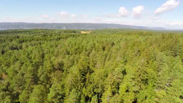 Flug über großen Kiefernwald — Stockvideo