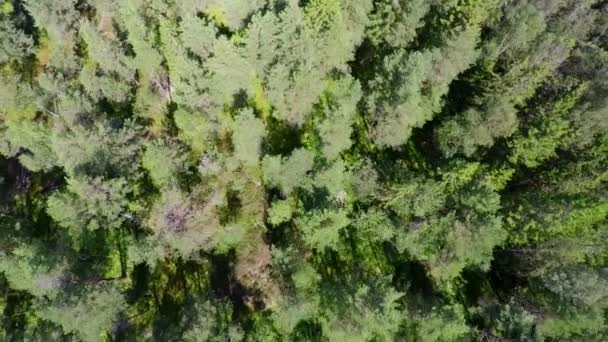 Vliegen boven dennenbossen in de zomer — Stockvideo