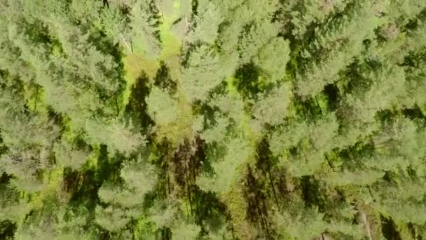 Vliegen boven dennenbossen in de zomer — Stockvideo