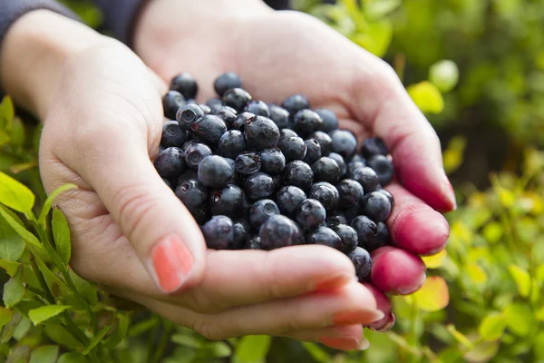 Wanita memetik blueberry sehat di hutan — Stok Foto