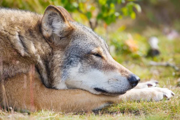 Primer plano del lobo soñoliento que descansa en el bosque —  Fotos de Stock