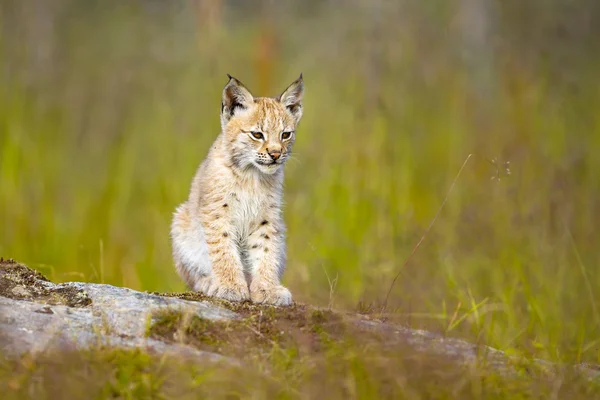 Roztomilý lynx mládě sedí v louce — Stock fotografie