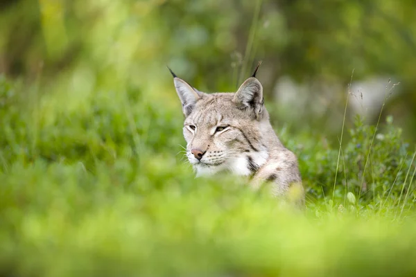 Euraziatische lynx ligt in het groene gras — Stockfoto