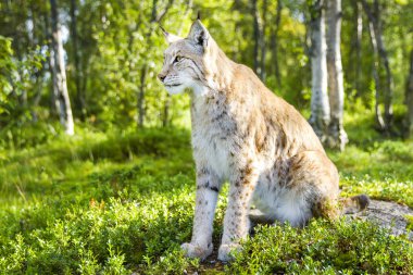 One eurasian lynx sitting in the green forest clipart