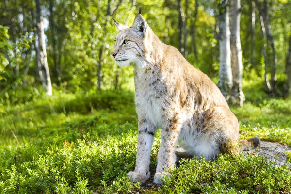 Um lince eurasiano sentado na floresta verde — Fotografia de Stock