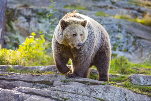 Big adult brown bear in the sunset — Stock Photo, Image