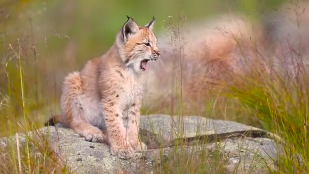 Cute young lynx sitting and yawning — Stock Video