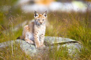 Cute young lynx cub sitting in the grass clipart