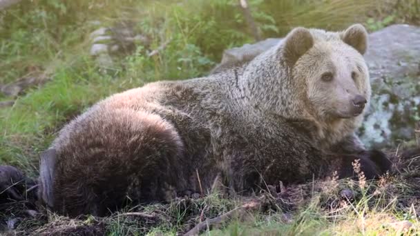 Dużych dorosłego niedźwiedzia brunatnego relaks w lesie — Wideo stockowe