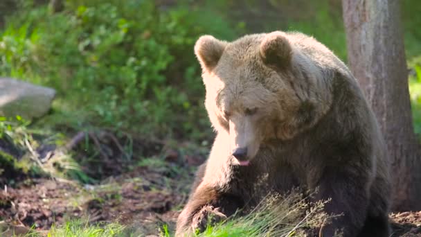 Grande orso bruno adulto rilassante e graffiante nella foresta — Video Stock