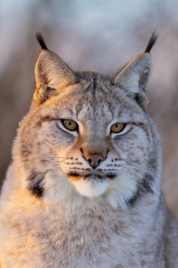 Bir vaşağın yakından portresi, kürkünün karmaşık detaylarını ve doğal ışık altında yoğun bakışlarını yakalıyor. Vaşaklar sakin ama odaklanmış ifade, güzelliği ve ıssızlığı simgeler, bu anlaşılması zor yaratığın hayatına bir bakış sağlar.