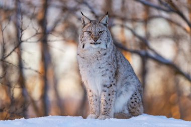 Görkemli bir vaşak, yumuşak güneş ışığıyla yıkanmış sakin bir kış ormanıyla çevrili karlı zeminde oturur. Bu büyüleyici yırtıcı, Kuzey Avrupa ormanlarının karakteristiği, kalın kürk mantosunu ve delici bakışlarını sergiliyor, vahşi doğayı somutlaştırıyor ve
