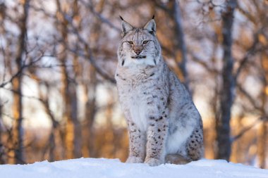 Büyüleyici bir vaşak, yumuşak güneş ışığının filtrelediği bir ormanın ortasındaki karlı bir arazide yatıyor. Hayvanların kürkü güzel bir dokuya sahiptir, sakin doğal arka planla uyumlu hale gelir, vahşi yaşamı gösteren pitoresk bir kış sahnesi yaratır.