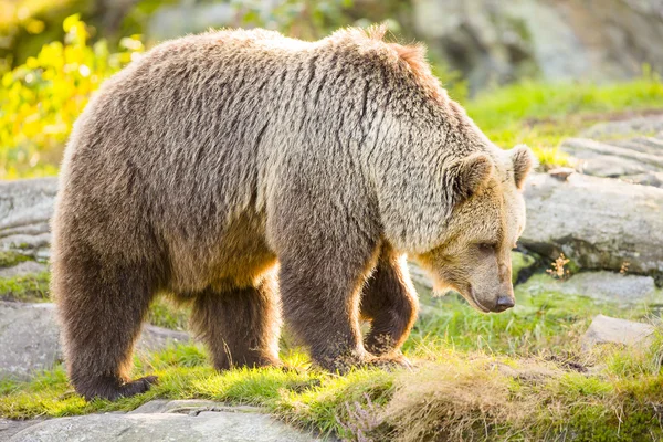 Big adult brown bear walking in the sunset — Stock Photo, Image