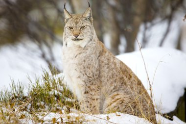 Beautiful lynx cat sitting in the winter forest
