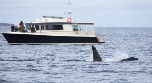 Safari baleine en bateau côtier dans l'environnement arctique — Photo