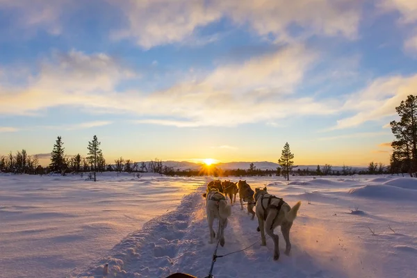 Dog sledding with huskies in beautiful sunset — Stok Foto