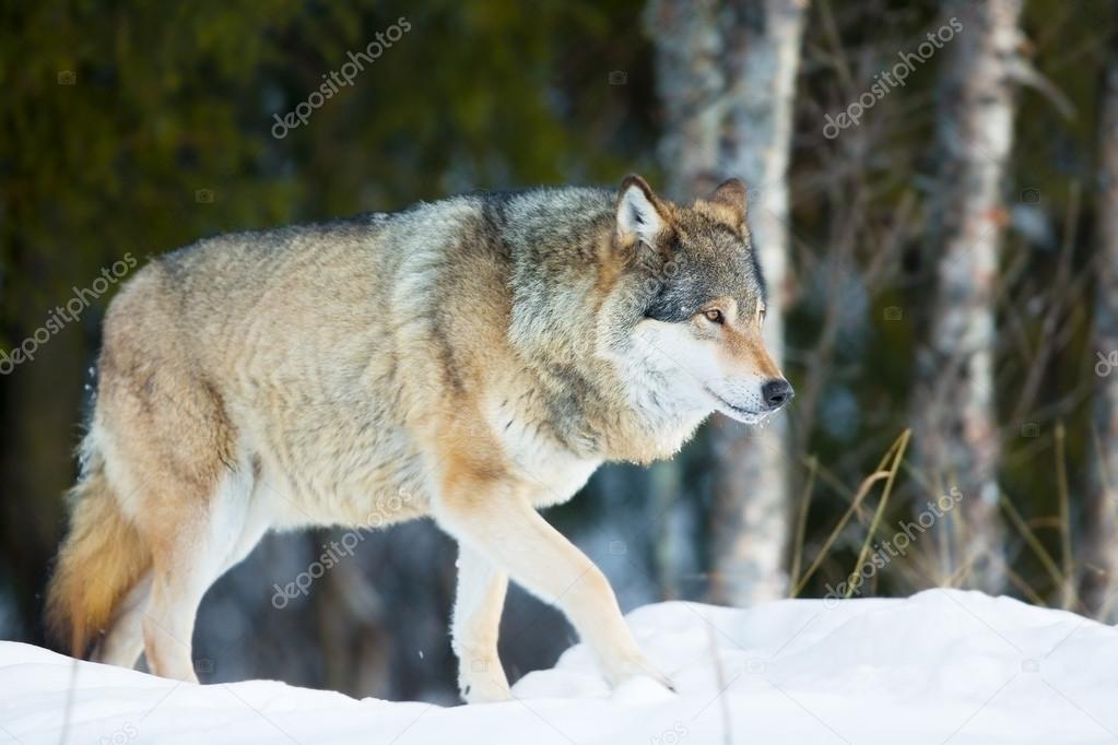 Wolf walking in the cold winter forest