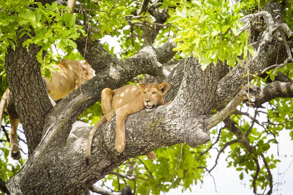Afrikanska lejonet vilar i en riktigt het dag för träd — Stockfoto