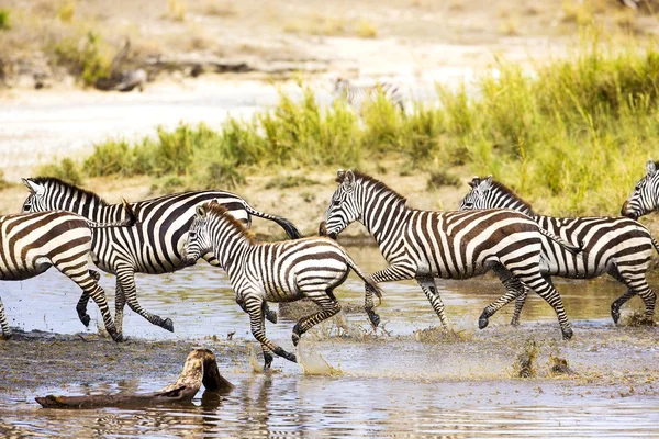 Zebry běží ve vodě — Stock fotografie