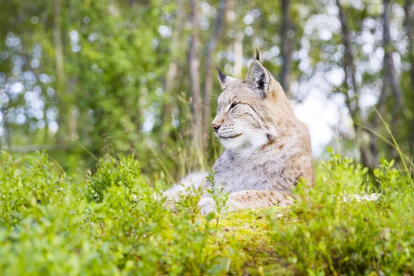 Eurásia lince deitado na grama verde — Fotografia de Stock