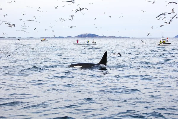 Turystów na wielorybie safari łodzi w Arktyce — Zdjęcie stockowe