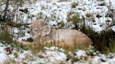 Lynx ormanda uyur