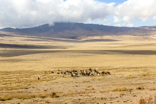 Maasai hoeden vee in ngorongoro — Stockfoto