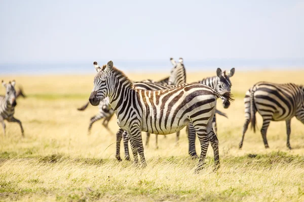 Zebry v širou planinu v Serengeti — Stock fotografie