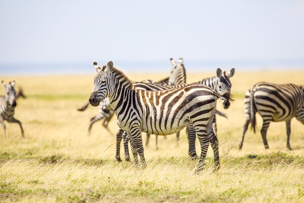 African zebras at the great plains in Serengeti Tanzania, Africa.
