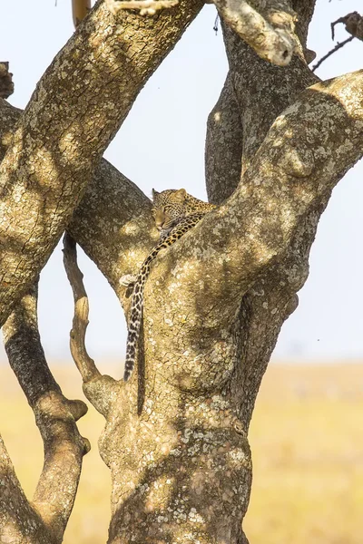 Леопард отдыхает на дереве после еды — стоковое фото