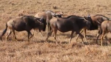 Ngorongoro antiloplar sürüleri