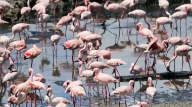 Flamingolar Afrika büyük miktarda